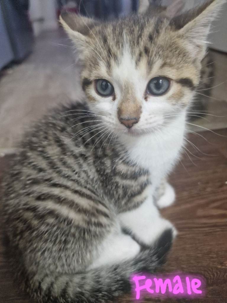 Kittens For Sale