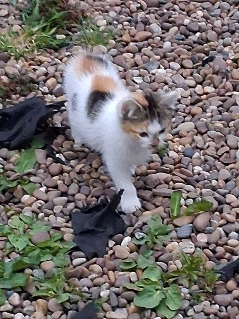 Kittens 