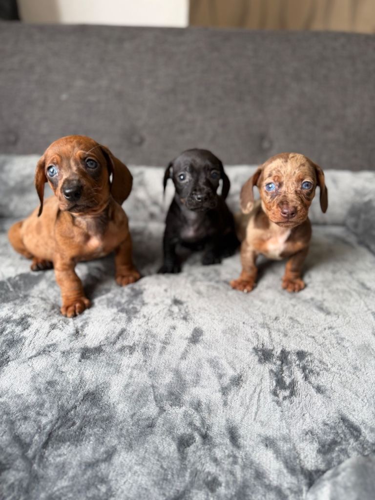Miniature Dachshund 