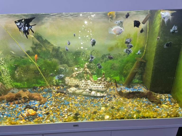 Tropical fish beautiful angels Beautiful Parrot Cichlids