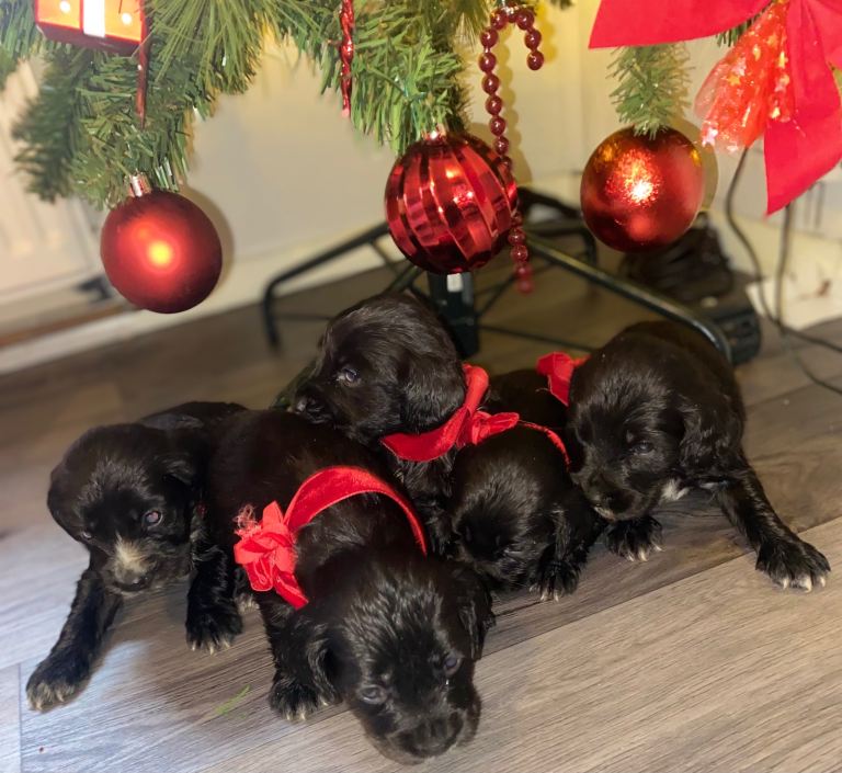 Cocker spaniel puppies 
