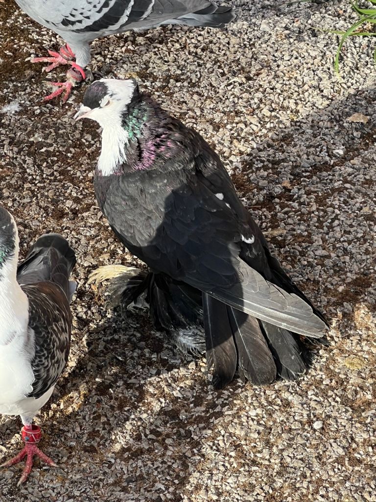 Pigeons
