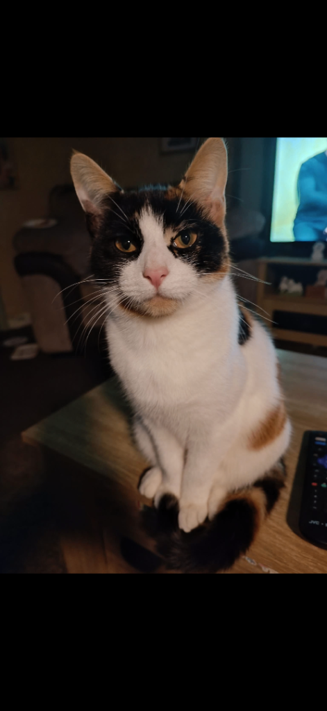 3 female cats looking for loving home