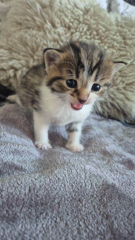 image for Beautiful cat