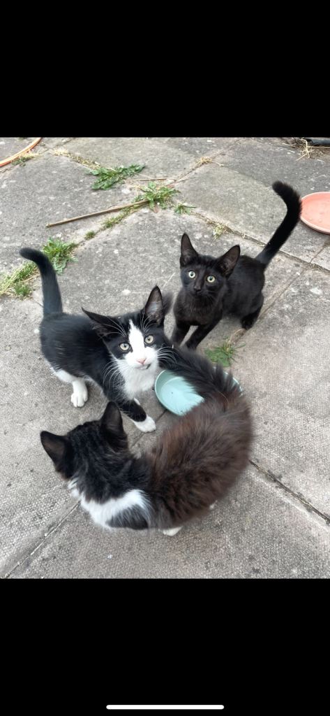 2 kittens 