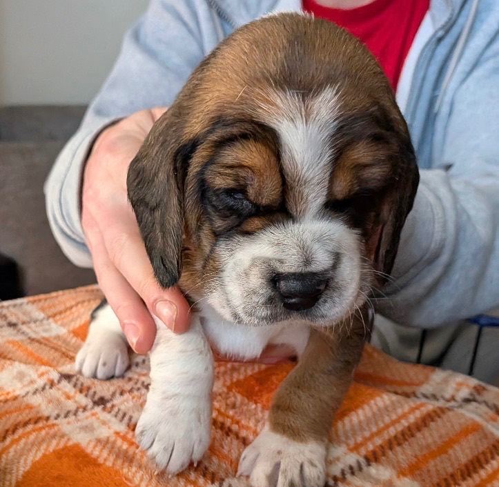 ONLY 2 Female Beagles Left!