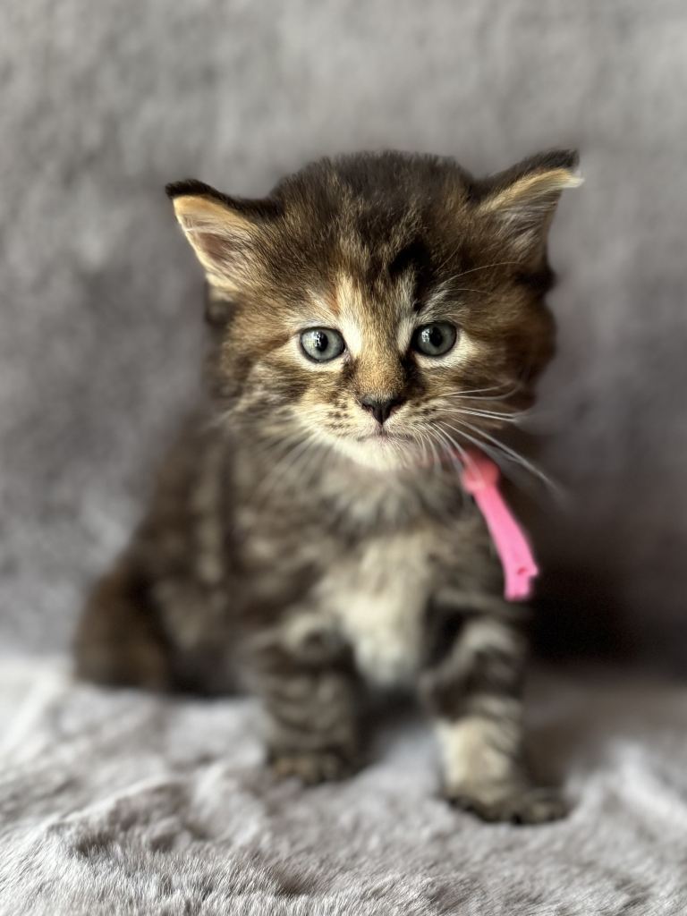 Kittens 