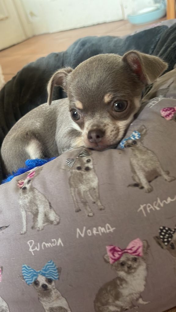 Chihuahua puppy Girl 