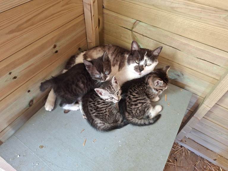 Kittens - mixed - ready to go