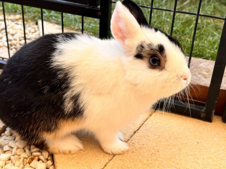Sweet Originally Netherland Dwarf 7 month