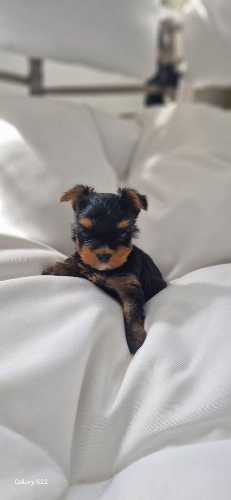 KC reg Yorkshire Terrier 