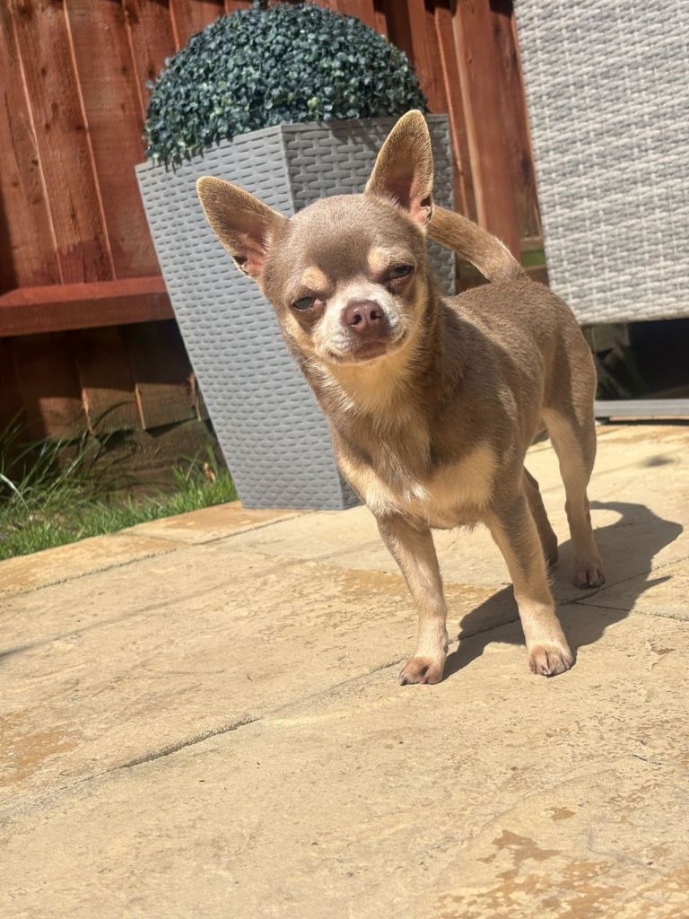 Chihuahua Puppy