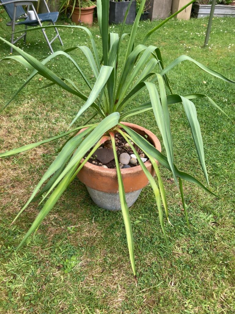 large and healthy garden yucca plant in terracotta pot