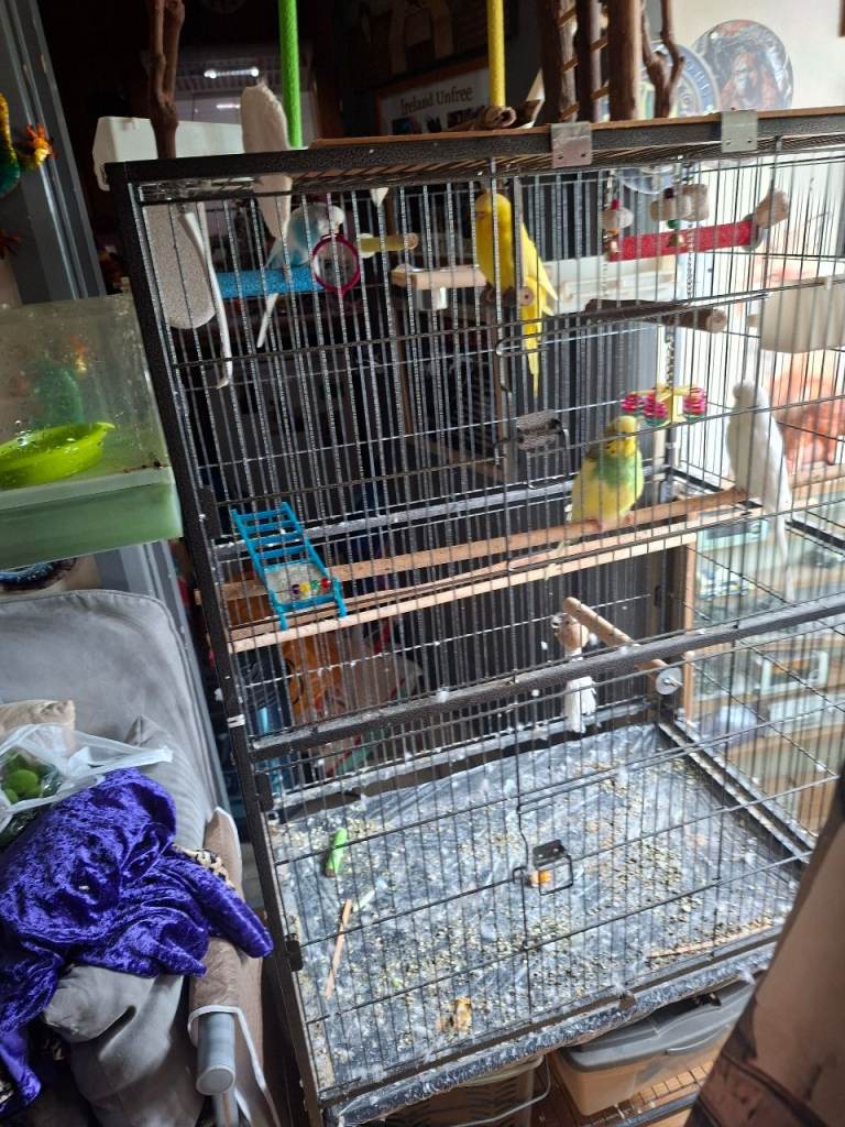 Budgies