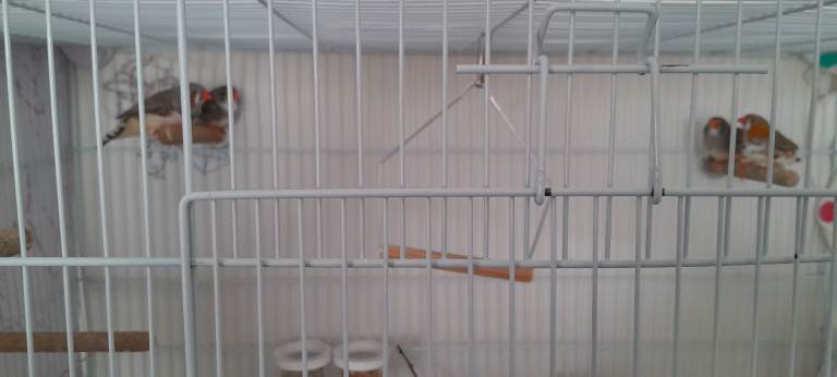 Zebra finches bonded pairs
