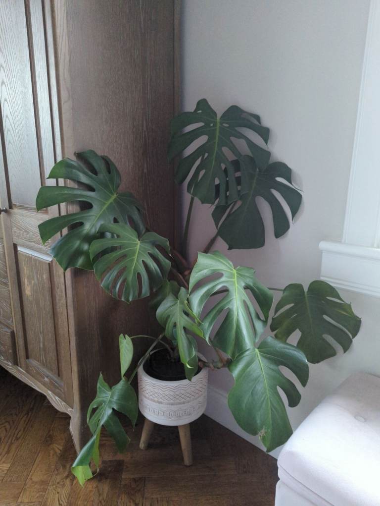 Swiss cheese monstera large plant 