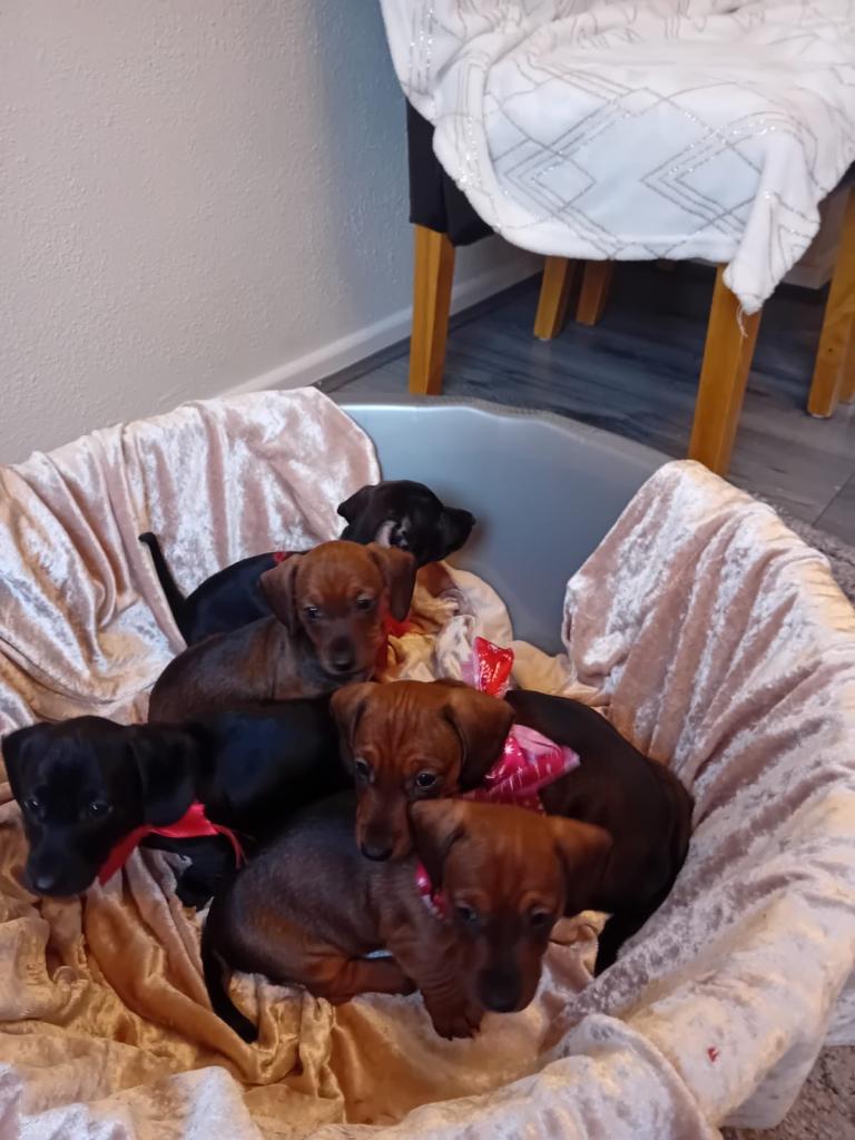 Dachshund puppies for sale