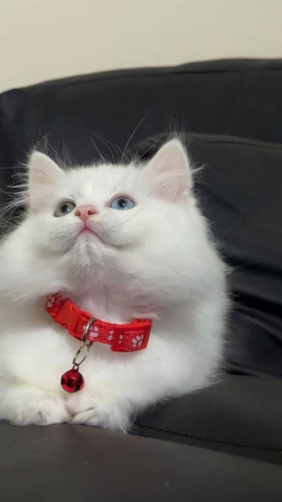 British cats