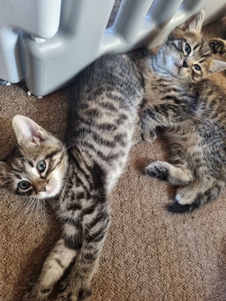 Lovely Bengal x kittens
