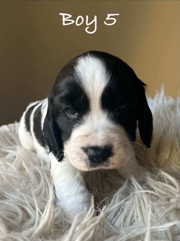 Stunning KC Registered Cocker Spaniels