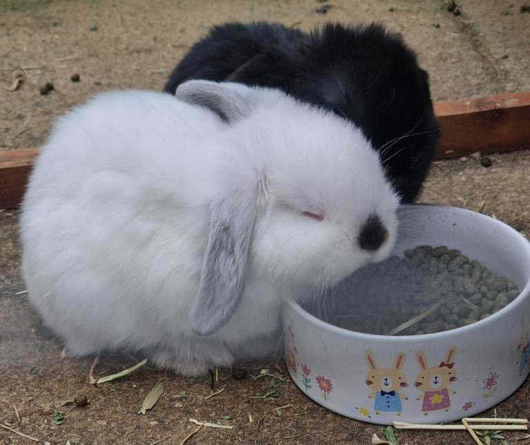 Ready now, purebred baby boy mini lop
