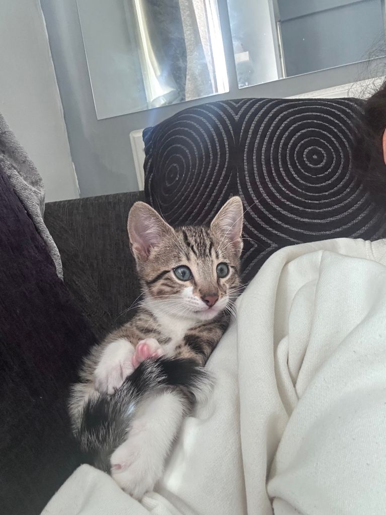 Bengal Tabby Mix kitten 