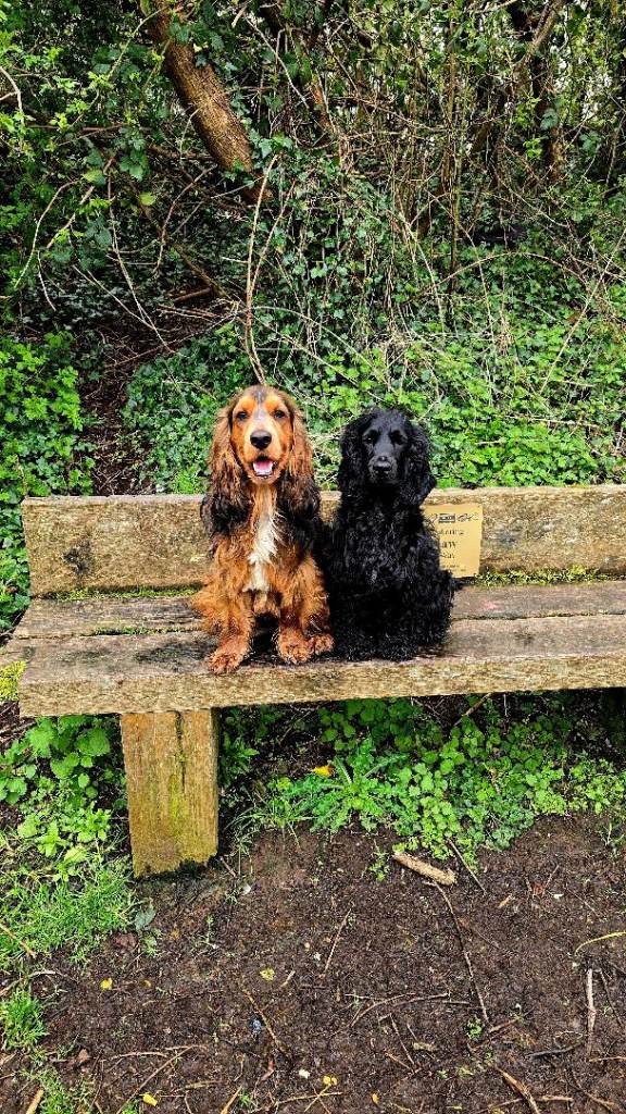 RKC registered show cocker spaniel puppies
