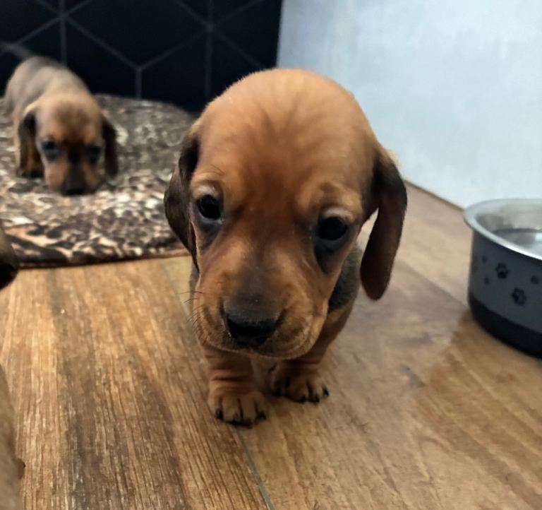 Dachshund miniature puppies