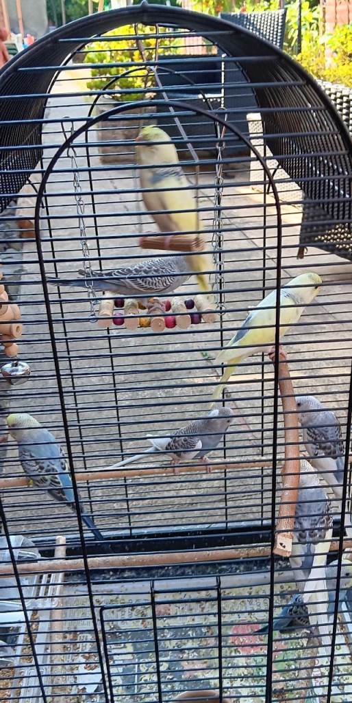 Baby budgies 