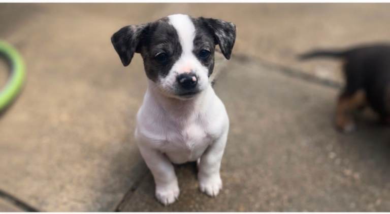 chihuahua x jack russell pups