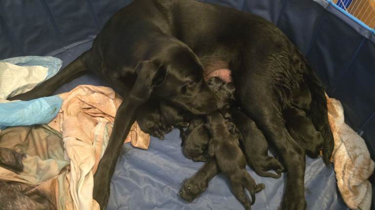 Labrador puppies 6 Left 3M/3F