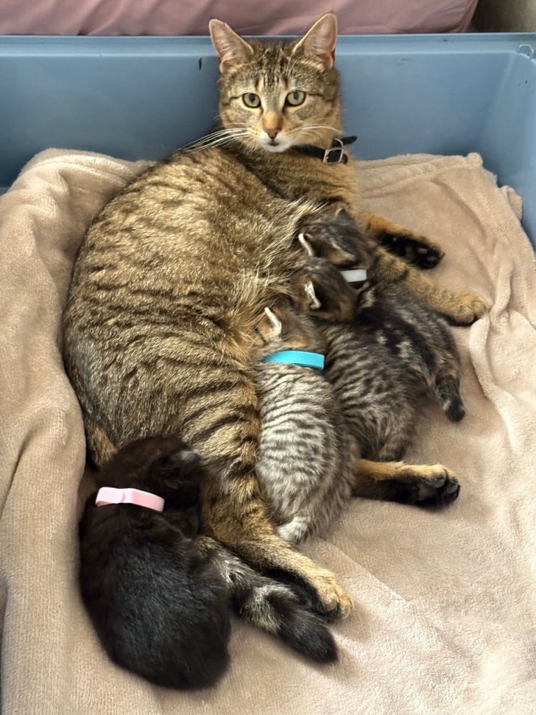2 beautiful tabby boys and 1 black fluffy girl kitten