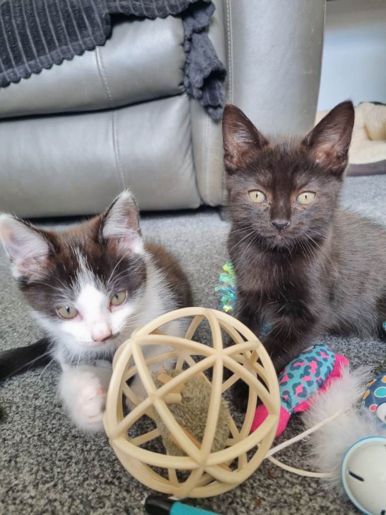Kittens for sale