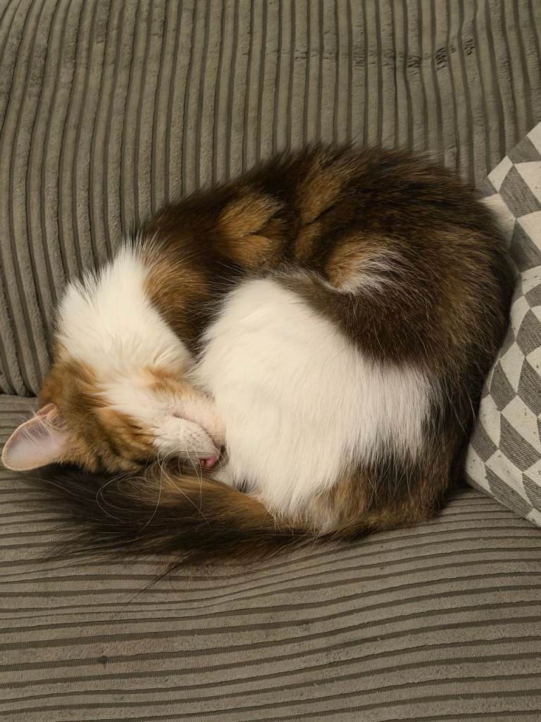 Looking for a forever home for my little Pablo