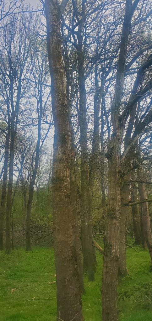Firewood / Logs / Fallen Trees