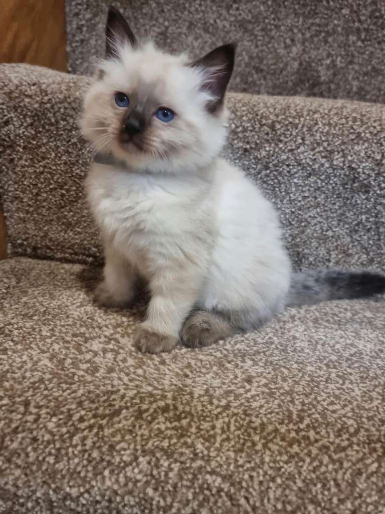 🐾 Beautiful Ragdoll Kittens Looking for Their Forever Homes 🐾
