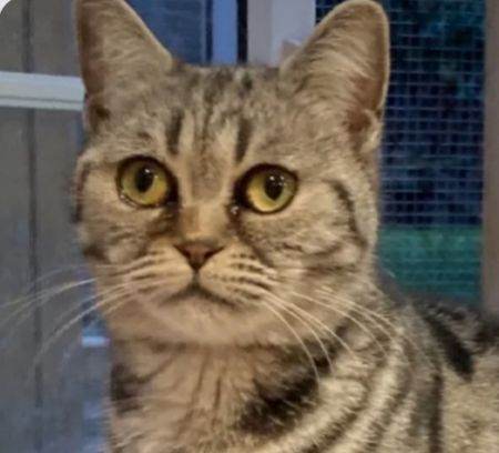 Molly sliver tabby British shorthaired girl