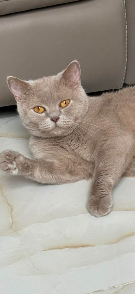 Lilac/fawn British Shorthair 