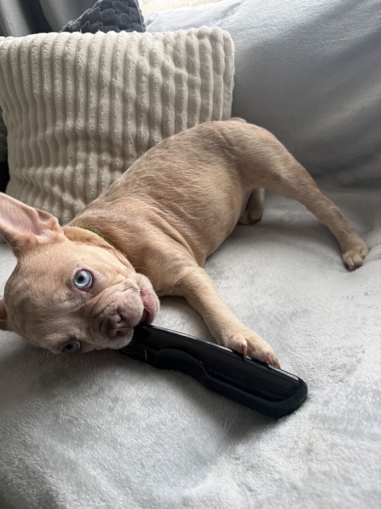 LAST French Bulldog puppy READY-Vaccinated, Microchipped!