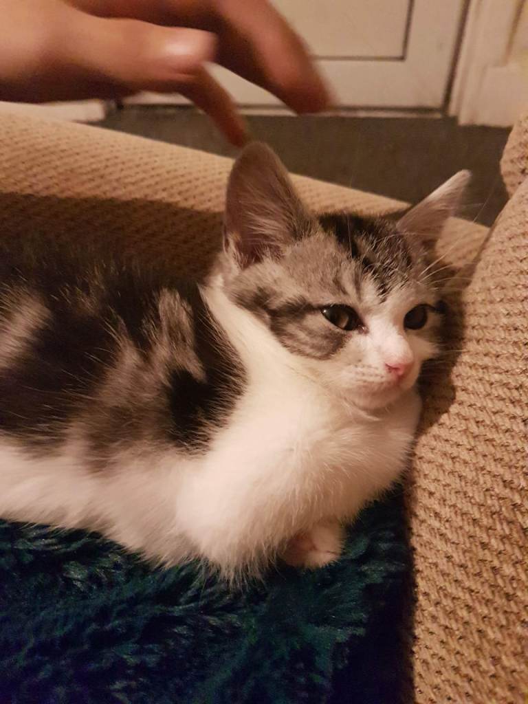 Cocoa a 3 year old cat