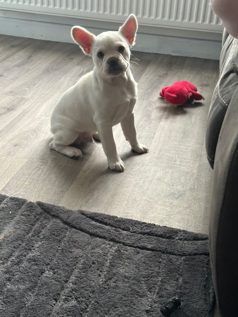 This is Gordy hes a frug