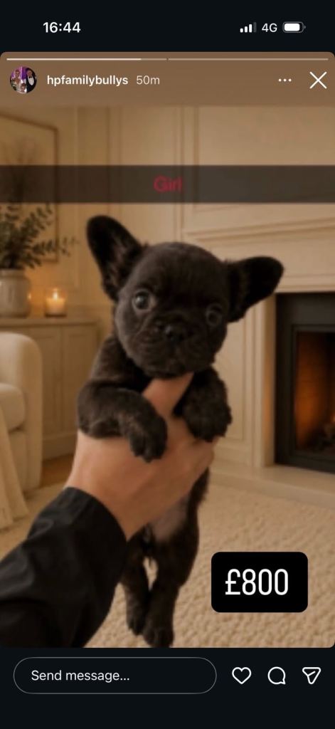 5 fluffy frenchies 