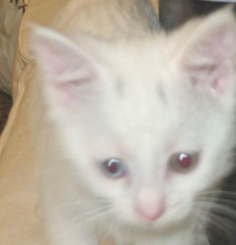 image for Boy Kitten