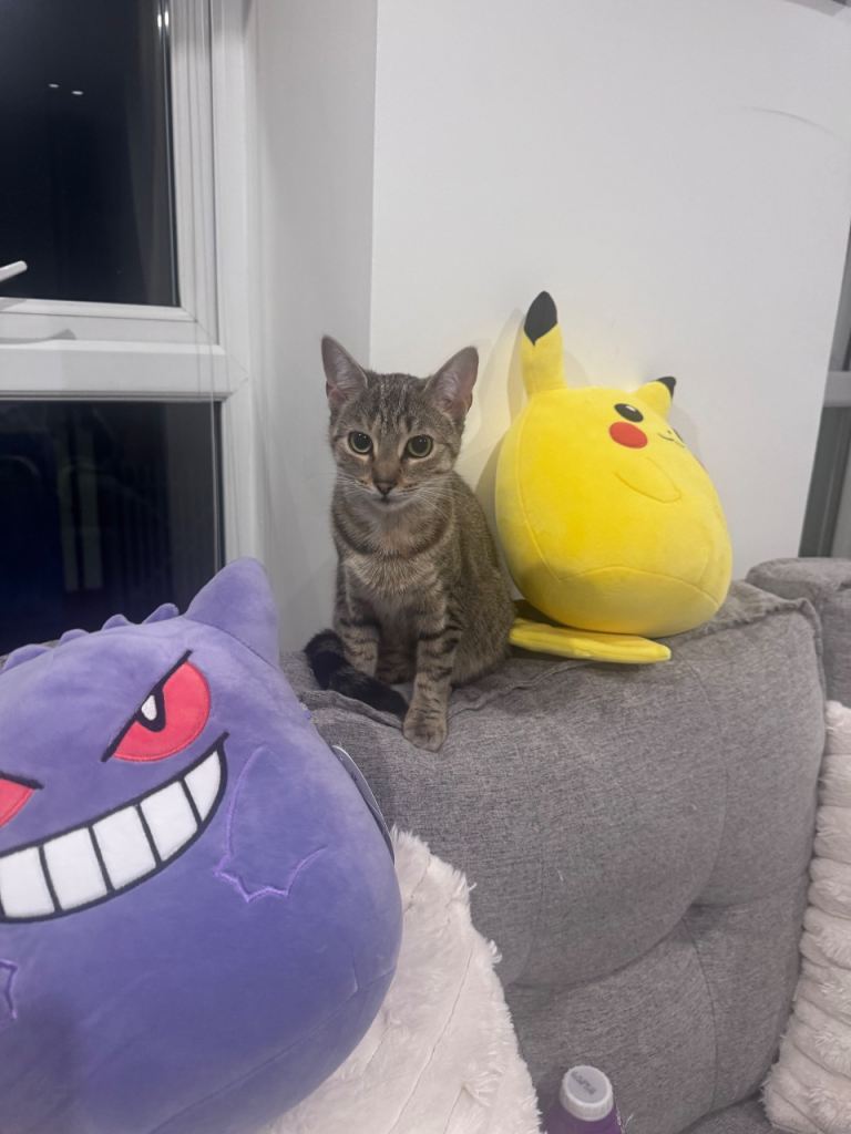 1/12 year old tabby cat {Twinkie} needs rehomed 