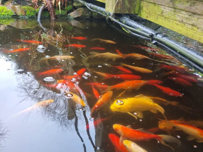 Koi Carp, ghost koi, albino grass carp, pond clearance