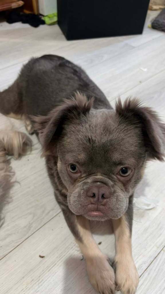 Fluffy frenchie