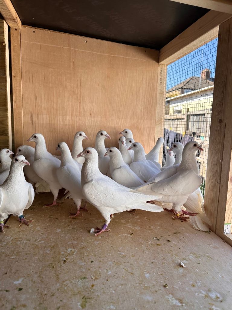 White Racing Pigeons
