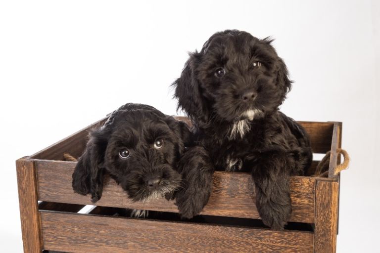 F1 Cockapoo pups 