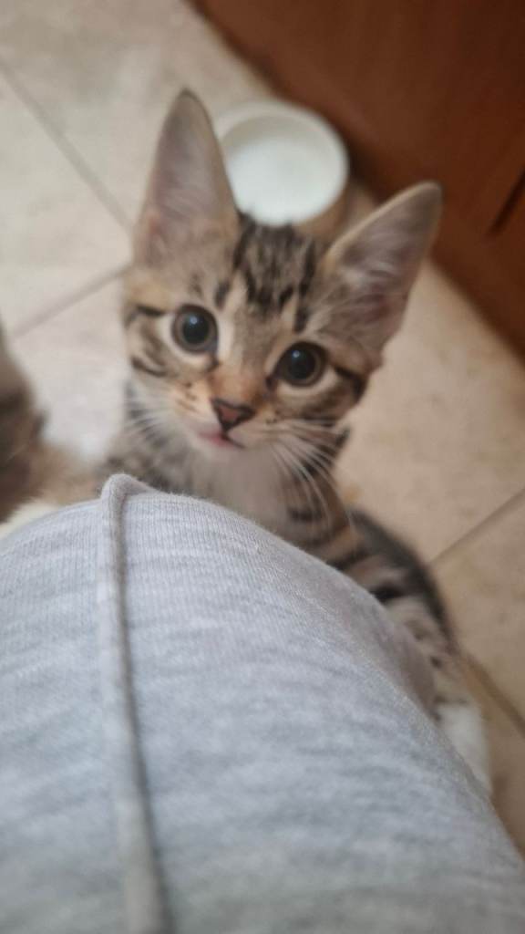 Beautiful kittens ready 