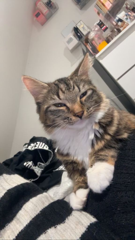 Egyptian Mau Cats For Sale 